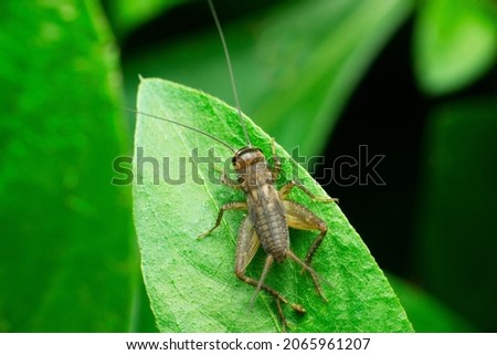 Field cricket insect, Satara, Maharashtra, India Royalty-Free Stock Photo #2065961207