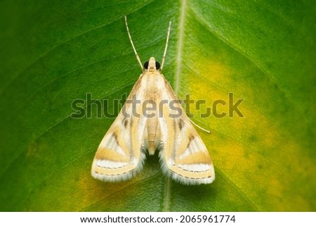 Ornate moth, Utetheisa species, Satara, Maharashtra, India