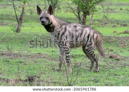Striped hyena, Hyaena hyaena, Satara, Maharashtra, India 
