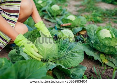 Gardener picking cabbage in autumn garden, choosing ripe ready vegetable and putting crop in basket. Fall farm Royalty-Free Stock Photo #2065983404