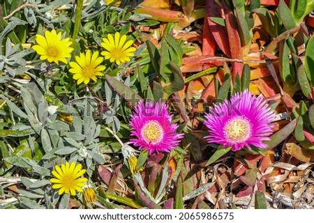 From February to April, the number of spring flowers on the coast is growing. Carpobrotus, gazanias and thyme bloom next to Cape daisies.    