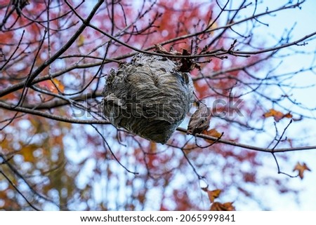 Fallen leaves reveal a beehive hanging from a tree. Fall, autumn landscape. Colorful leaves.