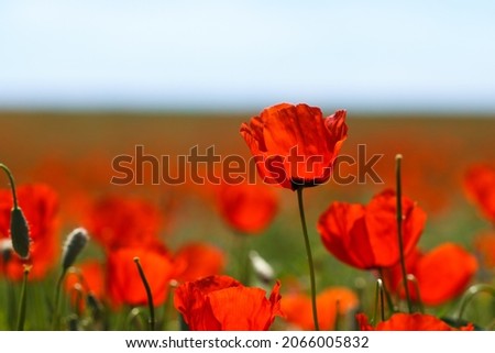 Poppies field. A beautiful field of blooming poppies.
