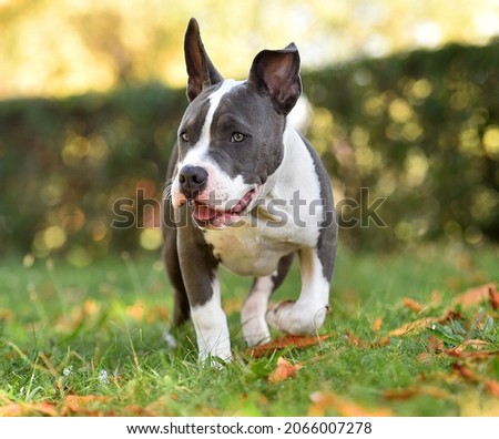 an american bully dog ​​in a green field