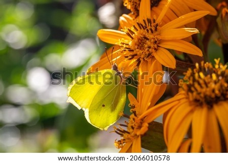 Yellow butterfly sitting on a yellow leopardplant flower on a summer sunny day macro photography. A cabbage butterfly collecting pollen from a yellow flower in the summer, close-up photo.