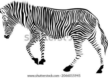 Wild African zebra silhouette Isolated on white background