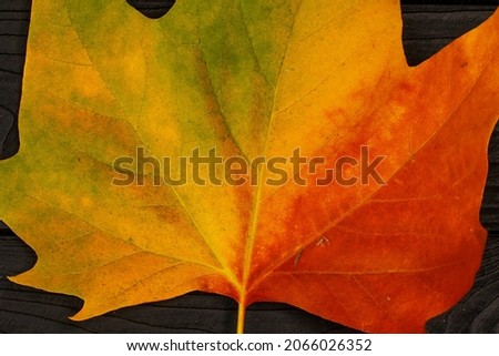 Bright autumn maple leaf on the black wooden background