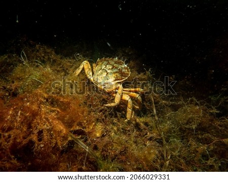 A close-up picture of a crab among seaweed. Picture from The Sound, between Sweden and Denmark