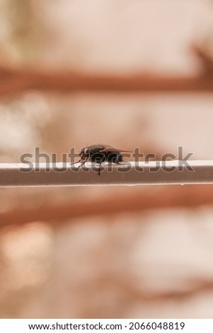 close up side view of a house fly
, you can see the narrow black stripes on the abdomen and wings and its thick bristles