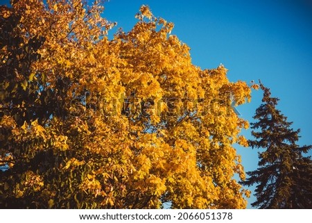 Beautiful tree with yellow and green leaves on a blue sky background on an autumn sunny day