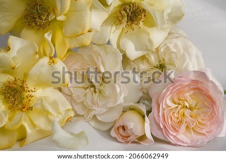Roses close up on white background 