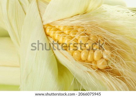 Fresh raw corn, close up and selective focus