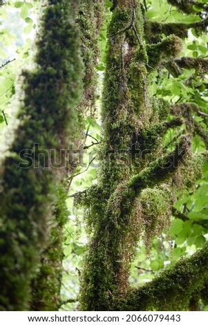 tropical plants in the forest, moss and grasses, succulent plants close-up, blurred background and foreground