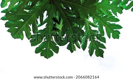 nature background of tropical foliage on isolated white background