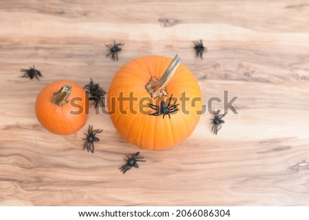 Halloween pumpkins with black spiders 