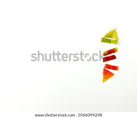 Colorful autumn leaf , abstract layout composition