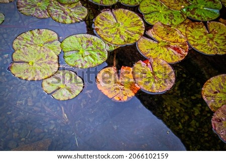 Lily pad background top down with room for copy - bottom of pool seen through water. Royalty-Free Stock Photo #2066102159