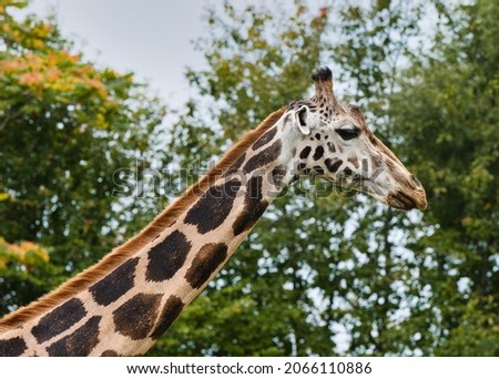 giraffe wilderness long neck  wild animal zoo animal world