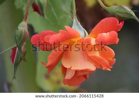 orange rose hanging down the bush