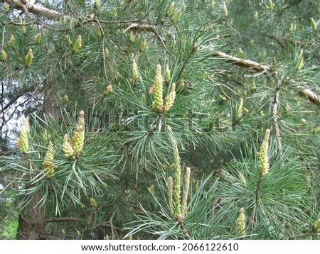 Spring flowering pine. Formation of young cones on a pine.
