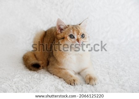 Cute Scottish straight golden shaded chinchilla (ny 11) kitten. Funny and curious kitten in glasses on white background. A breed of domestic cat .