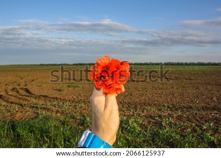 Close-up of a man's hand with a bouquet of red poppies. Red poppies in a man's hand against a background of blue sky and fields. A hand holding red wildflowers against the sky and the field. 