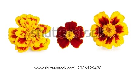 Marigold flowers isolated on a white background