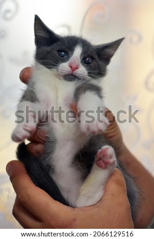 gray and white kitten with a sore eye