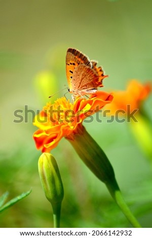 the Picture of a beautiful orange and black Butterfly standing in an orange Flower
