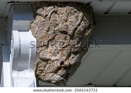 Bald-faced hornets paper nest. It is a species of yellow jacket wasp and not a hornet.  Colonies contain 400 to 700 workers. Workers aggressively defend their nest by repeatedly stinging invaders. Royalty-Free Stock Photo #2066163731