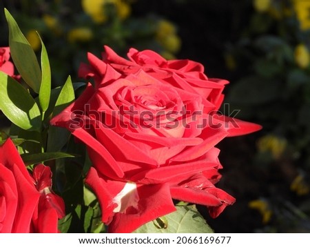 pretty bouguet with roses and blurred background