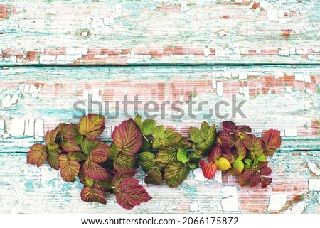 Bright autumn branches of raspberries on the background of an old painted texture board with cracks. Autumn vintage background