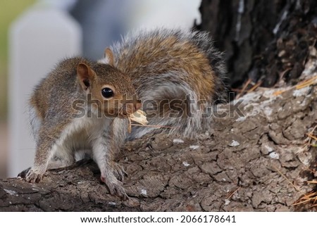 A busy squirrel scampers along a tree branch with a bit of dried husk in his mouth.