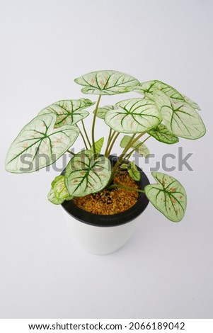 caladium, colocasia esculenta, bon tree, Strawberry Star has beautiful leaves with pink spots on the leaves on pot isoleted on white background