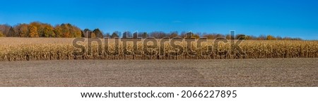 Wisconsin cornfield surrounded by forest and a blue sky in Autumn, panorama