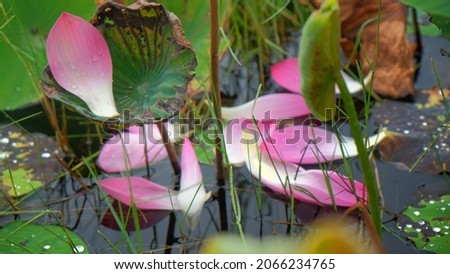 Lotus petal floating on water at tropical forest lake background.