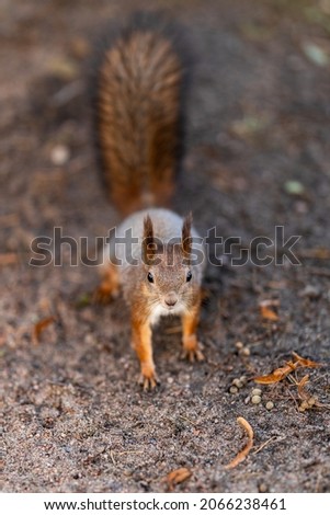 A squirrel stands on the sandy path of the park in the fall with greenery in the background