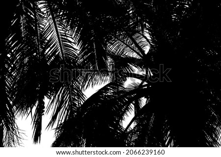 beautiful natural palm tree silhouette