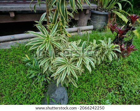 A plant called dracaena reflexa in the school garden