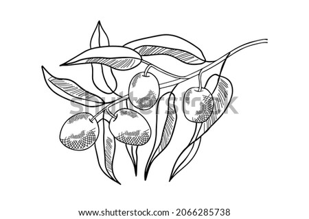 Hand drawn branch with olives and leaves. Isolated vector illustration. Organic plant poster.