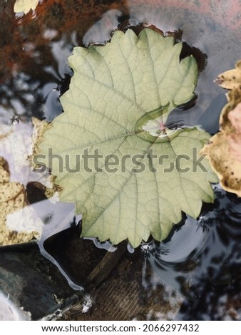 A Picture of a yellowed grape leaf on a pond in the garden