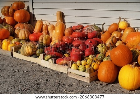 pumpkin variety of different shapes and kinds on the farm store counter in the country. Good decorations for Halloween celebration. Close-up. Pumpkin Background. High quality photo