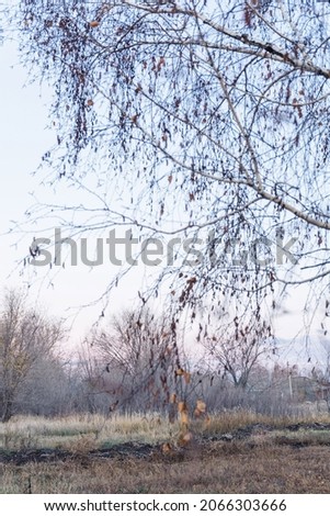 Late autumn trees, dry grass and fallen leaves in the open air, selective focus. Autumn nature. Calm and natural background, pastel colors.
