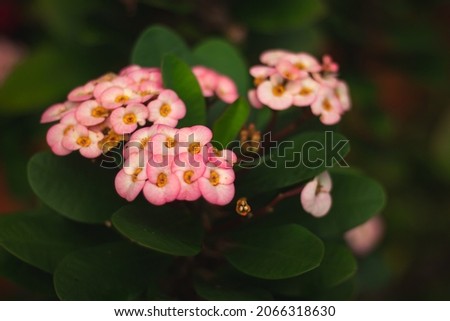Crown of thorns Flower also called as Euphorbia milii. Crown of thorns is popular as a houseplant and is grown in warm climates as a garden shrub. Pink Flower Stock images