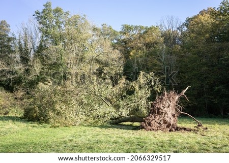 Violent autumn storm completely uprooted tree on the edge of the forest. Royalty-Free Stock Photo #2066329517