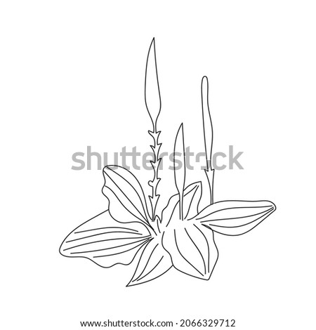 Plantago major medicinal plant doodle vector illustration. Floral decorative element.