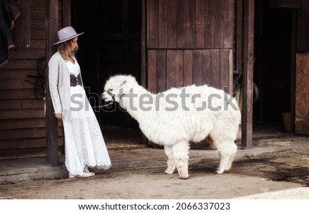 A beautiful stylish girl stands next to a fluffy white alpaca (llama) on a farm in a village. Selective focus photo