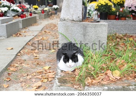 homeless cat lying near graves full of lighting candles and chrysanthemums at cemetery. celebrating all saints day. november 1. autumn holidays. souls. kitty guards the gate of the underworld.
