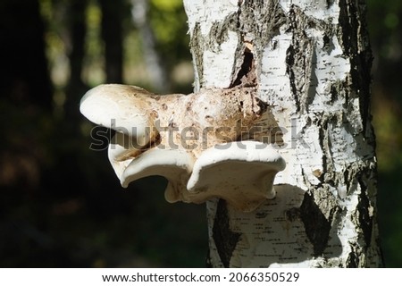 A light mushroom growing on the trunk of a birch tree