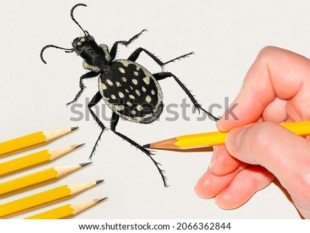 Hand drawing a carnivorous beetle, Graphipterus multiguttatus (Coleoptera: Carabidae) 